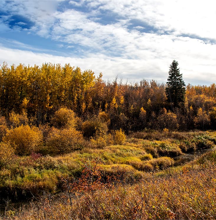 Descriptive alt text